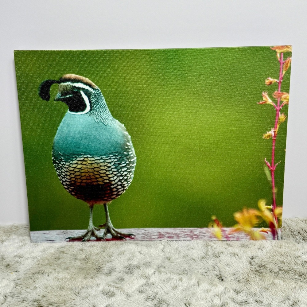 Tropical Wall Art Canvas Blue Teal Quail Bird 16x12 Nature Wildlife Photography
